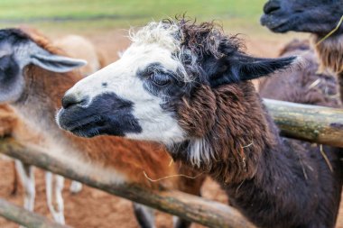 Yüzünde siyah ve beyaz lekeler olan bir lamanın detaylı portresi bir hayvan çiftliğindeki ahşap çitin üzerinden bakıyor..