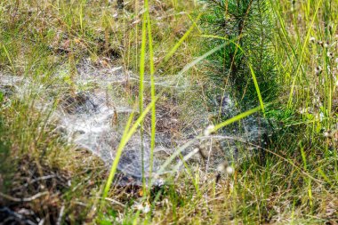 Güneşli bir ormanda kalın bir örümcek ağıyla çevrili genç bir çam ağacı. Orman büyümesi, biyolojik çeşitlilik ve vahşi doğada sabah çiği kavramı..