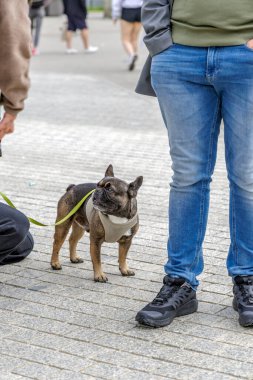 Koşum takımı ve tasma takan bir Fransız Bulldog sahibinin yanındaki kaldırım taşı caddesinde duruyor..