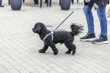 Mavi bir koşum takımı takmış küçük siyah bir kaniş kaldırımlı bir şehir meydanında sahibinin yanında yürüyor..
