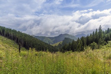 Bulutlu bir gökyüzünün altında yeşil vadilerden ve yoğun kozalaklı ormanlardan oluşan nefes kesici bir manzara. Doğa, seyahat ve çevre koruma temaları için mükemmel.