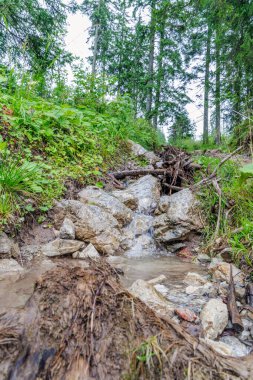 Küçük dağ deresi, arka planda yemyeşil bitkiler ve uzun ağaçlarla dolu bir orman yamacında, gri kayaların ve dalların üzerinde çağlıyordu..
