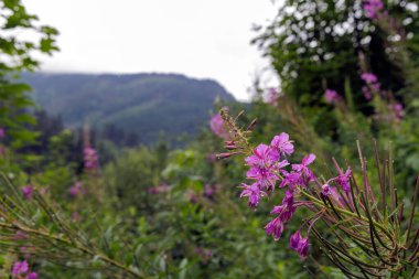 Yeşil orman ve sisli dağların yumuşak arka planına sahip yağmur damlalarıyla kaplı canlı pembe ateş otlarının makro çekimi..
