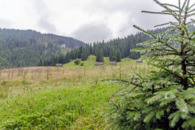 Bulutlu bir gökyüzünün altında eski ahşap çoban kulübeleri olan yeşil bir dağ çayırı, genç bir ladin ağacının çiğ kaplı dallarının arasından görülüyor..