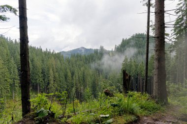 Dağlardaki yoğun bir çam ormanının üzerinde yükselen sisli bulutların manzarası. Hava durumu, iklim değişikliği, huzurlu manzara ve seyahat kavramı.