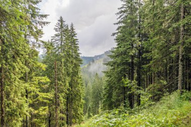 Vadide sisli, kozalaklı bir ormanın manzarası. Doğa, kereste endüstrisi, seyahat ve çevre temaları için ideal.