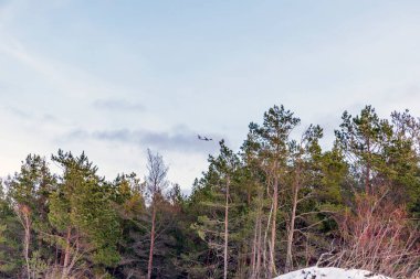 Kışın yoğun bir çam ormanının yeşil tepelerinde solgun bir gökyüzünde uçan ticari bir uçak..