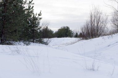 Yeşil çam ağaçları ve çıplak çalılar bulutlu bir gökyüzünün altında derin beyaz kar altında dururlar. Dokunulmamış doğanın ve mevsimsel değişimin sergilendiği sakin bir kış sahnesi.