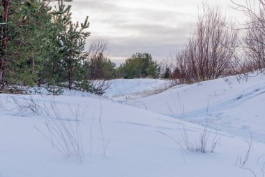 Yeşil çam ağaçları ve çıplak çalılar bulutlu bir gökyüzünün altında derin beyaz kar altında dururlar. Dokunulmamış doğanın ve mevsimsel değişimin sergilendiği sakin bir kış sahnesi.