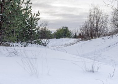 Kış manzarasında, bulutlu bir gökyüzünün altında, bir çam ormanının kenarında yuvarlanan kar tepecikleri, barışçıl bir kıyı ortamını göstermektedir..