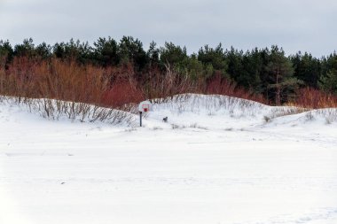Yoğun bir çam ormanının kenarındaki beyaz kar tepelerinde tek başına duran basketbol potası. Doğada benzersiz kış sporları ve eğlence konsepti.