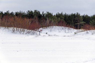 Yoğun bir çam ormanının kenarındaki beyaz kar tepelerinde tek başına duran basketbol potası. Doğada benzersiz kış sporları ve eğlence konsepti.