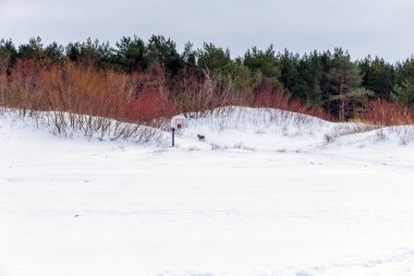 Yoğun bir çam ormanının kenarındaki beyaz kar tepelerinde tek başına duran basketbol potası. Doğada benzersiz kış sporları ve eğlence konsepti.
