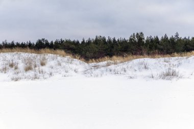Bulutlu bir gökyüzünün altında yoğun bir çam ormanına uzanan kuru çimenli karla kaplı kum tepelerinin manzarası. Doğa ve emlak geçmişi için harika..