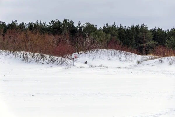 Yoğun bir çam ormanının kenarındaki beyaz kar tepelerinde tek başına duran basketbol potası. Doğada benzersiz kış sporları ve eğlence konsepti.