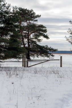 Uçsuz bucaksız, karla kaplı çayıra bakan bir çam ağacının kenarında duran basit bir kereste kapısı. Bulutlu gri gökyüzünün altında kırsal kış manzarası.