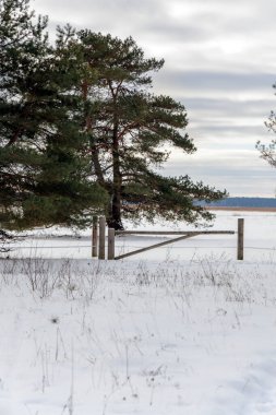 Uçsuz bucaksız, karla kaplı çayıra bakan bir çam ağacının kenarında duran basit bir kereste kapısı. Bulutlu gri gökyüzünün altında kırsal kış manzarası.