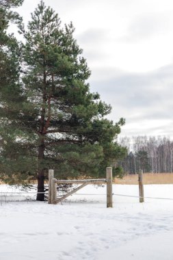 Büyük yeşil bir çam ağacı, bulutlu bir kış gökyüzünün altındaki karlı bir tarlada, kırsal bir ahşap çitin yanında duruyor. Doğa ve mevsimlik temalar için mükemmel.