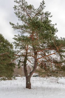 Büyük, ayırt edici bir çam ağacı bulutlu bir gökyüzünün altında karla kaplı bir alanda tek başına duruyor. Soğuk bir kuzey manzarasında direnç ve doğal güzelliğin sembolü..