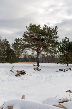 Sağlam bir çam ağacı karla kaplı bir tarlada tek başına duruyor. Bulutlu bir gökyüzünün altında dağınık ahşap döküntüleri var. Doğadaki güç ve dayanıklılığın sembolü..