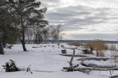 Düşmüş kütükler, kuru sazlıklar ve karda bir çam ağacının bulunduğu bir göl manzarası. Çevre ve koruma konuları için ideal.