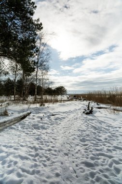 Kış mevsiminde çam ağaçları ve kıyı sazlıklarının yanında birçok ayak izi olan karla kaplı bir patika..