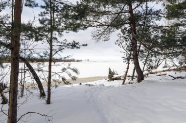 Çam ağaçlarının arasından, karlı bir ormanın manzarası yumuşak bir kış gökyüzünün altındaki engin, donmuş, beyaz ovaya doğru uzanıyor..