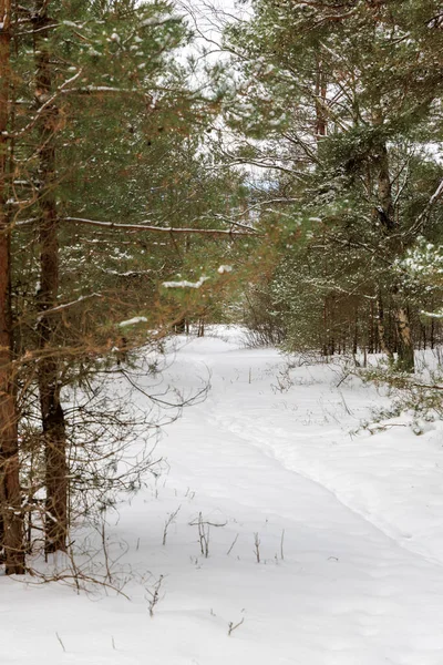 Yoğun bir çam ormanında taze karla kaplı ince bir yol esiyor. Atmosferik kış manzarası. Ebediyete yeşil dallar sessiz bir orman seyahati çerçevesi oluşturuyor..