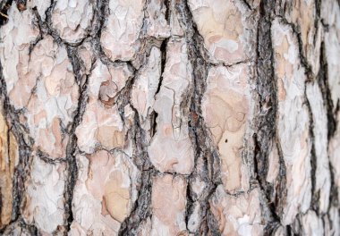 Yüksek çözünürlüklü kahverengi ve gri çam ağacı kabuğu doğal desenleri ve pürüzlü organik dokuyu gösterir..