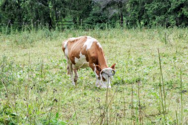Yüksek dağ ormanlarıyla çevrili engin yeşil bir alanda otlayan ve dinlenen birkaç inek geleneksel çiftlik hayvanlarını betimliyor..