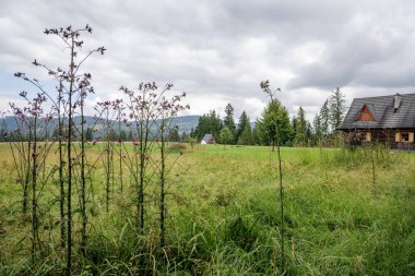 Yaban devedikeni ve orman arka planıyla yemyeşil bir çayırda bulunan kırsal bir ahşap kulübe. Kırsal yaşam, eko-turizm ve dağ kaçamağı kavramı.