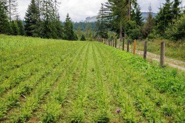 Genç çam fidanlarının düzenli sıraları bir orman yuvasında yetişiyor. Yeniden ağaçlandırma, sürdürülebilir ormancılık ve çevre koruma projeleri kavramı.