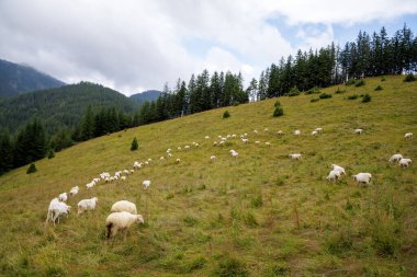 Beyaz koyun sürüsünün geniş bir perspektifi yemyeşil bir alp yamacına dağılmış bir çam ormanının yakınlarındaki dramatik bulutlu bir gökyüzünün altında..