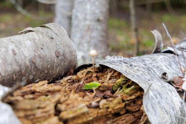 Çürüyen bir huş ağacından çıkan küçük kırılgan bir mantar. Çürüme ve biyolojik çeşitlilikten başlayan yeni yaşam kavramı.