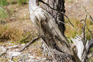 İç ahşap liflerini ve dokusunu gösteren, dayanıklılık, yaşlanma ve doğal hammaddeleri temsil eden, güneşte beyazlatılmış bir ağaç dalının makro çekimi..