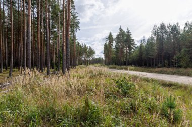 Uçsuz bucaksız bir gökyüzünün altında, orman kenarından geçen uzun ve kuru çimenlerin geniş bir manzara manzarası..