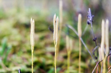 Endüstriyel kalkınma ve altyapı projelerini temsil eden yoğun bir çam ormanının içindeki uzun toprak siper ve arazi temizliğine geniş bir perspektif.