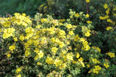 Yoğun, parlak sarı bir çiçek çalısı güneş ışığında çiçek açıyor. Bahçe işleri, manzara tasarımı ve yaz temaları için güzel çiçek arkaplanı.