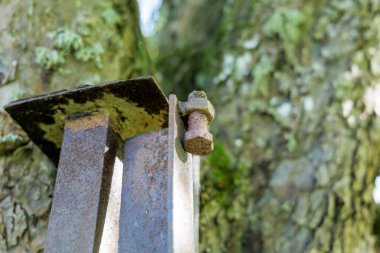 Ağacın yanına paslı bir cıvata yerleştirilmiş yıpranmış metal bir direk. Endüstriyel malzemeler ve organik orman dokuları arasındaki zıtlığı görselleştirmek.