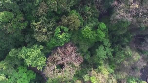 18 Cascadas sediapalmente — Vídeo de stock