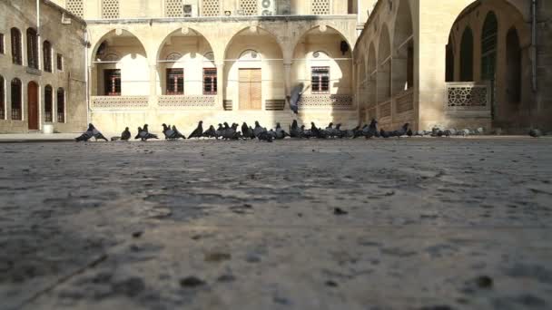 Pigeons And Mosque — Stock Video