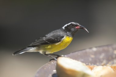 Sarı şeker kuşu - Coereba flaveola - şeker kuş