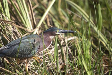 Yeşil balıkçıl (butorides virescens)