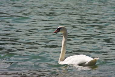 Dilsiz kuğu (Kuğu rengi))