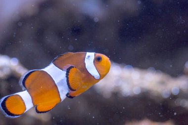 Palyaço balığı - Amphiprion Ocellaris