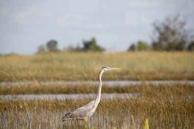 Gri Heron (Ardea cinerea) 