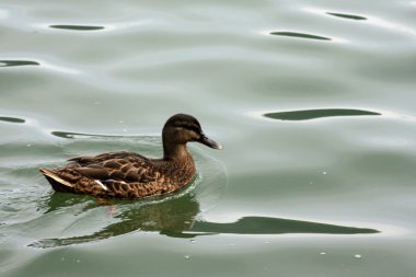 Yaban ördeği - anas platyrhynchos
