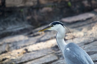 Gri Heron (Ardea cinerea) 