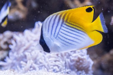 Butterflyfish (Chaetodon arabacı)