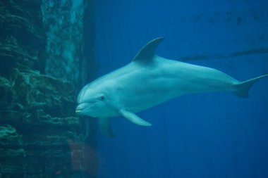 Yaygın şişe burunlu yunus (Tursiops truncatus))